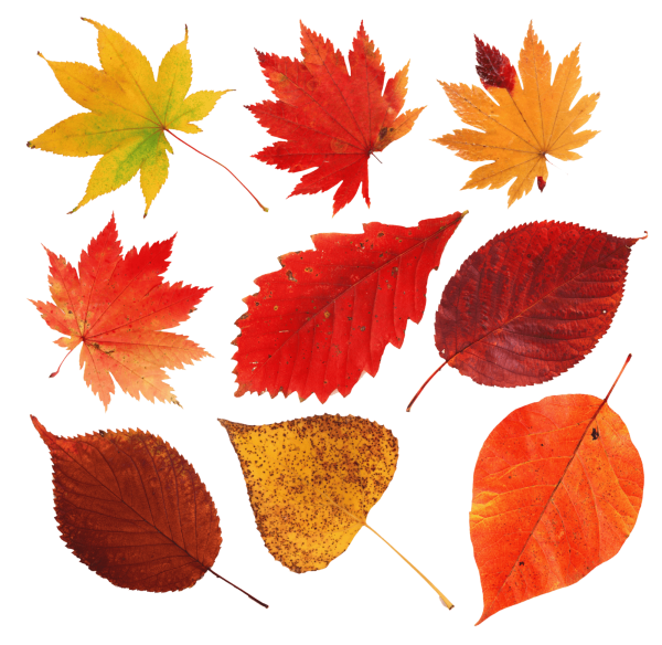 Листики осенние