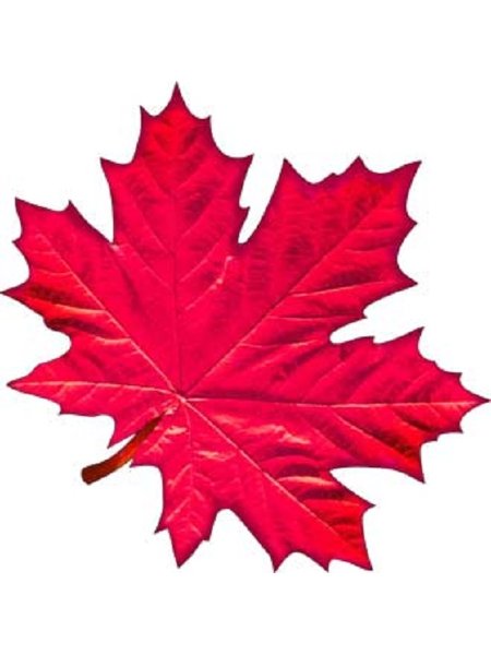 Кленовый листок