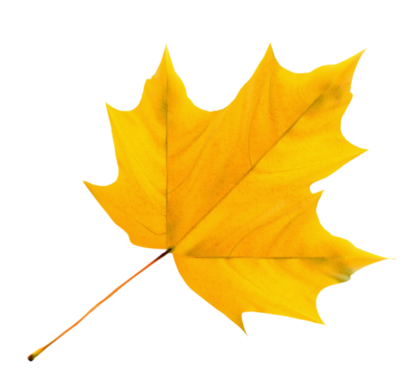 Осенние листья картинки