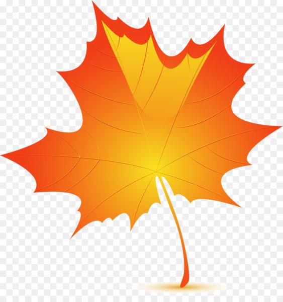 Кленовый лист на прозрачном фоне