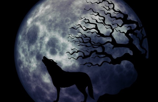 Полнолуние волк