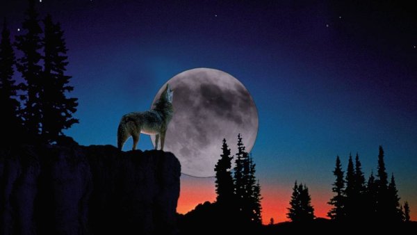 Волки горы Луна