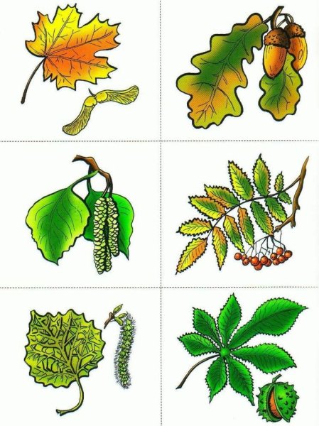 Рисунки листьев разных