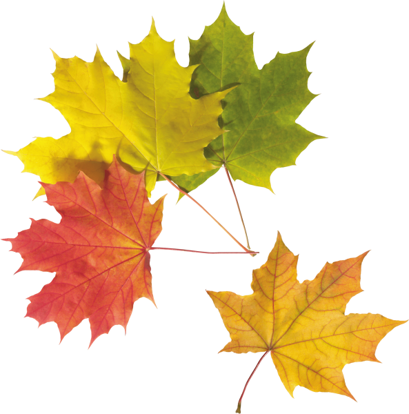 Осенние листья