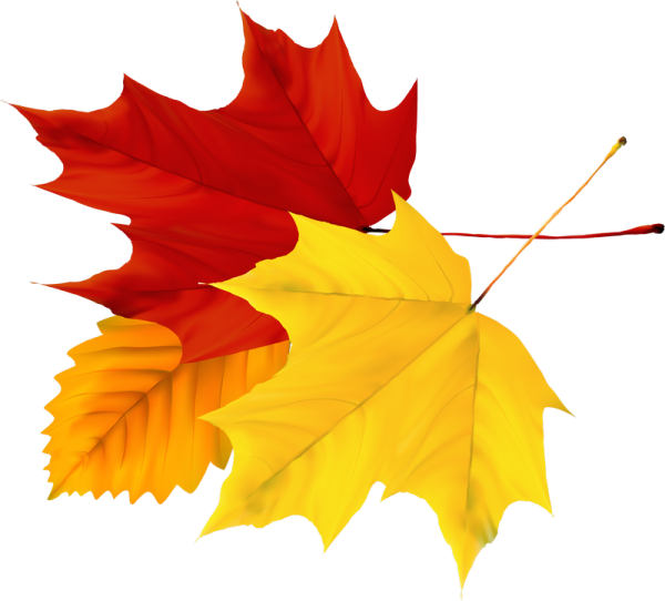 Осенние листья на прозрачном фоне