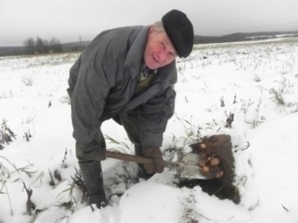 Копать картошку зимой