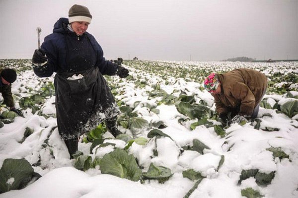 Снегопад капуста