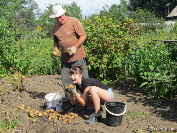 Дед копает картошку