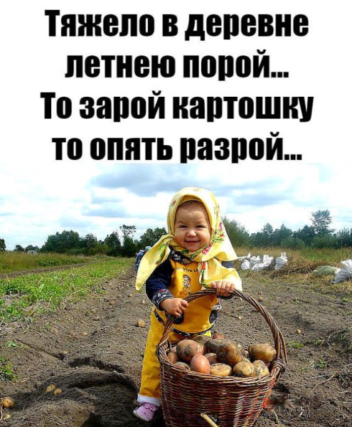 Веселые цитаты про деревню