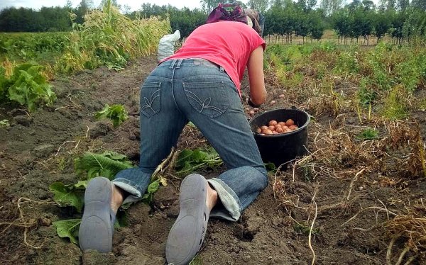 Копают картошку на даче