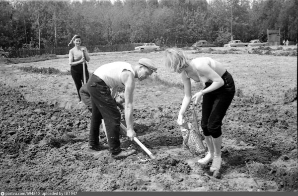 Студенты на картошке