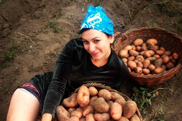 Копка картофеля