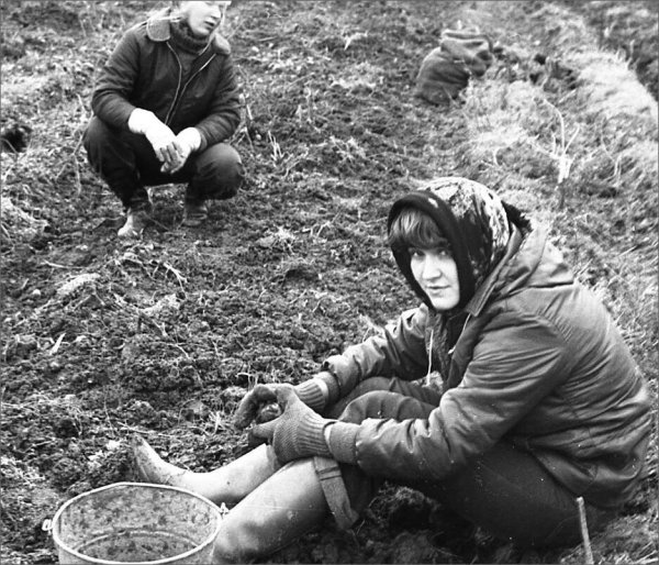 Сбор картофеля в СССР