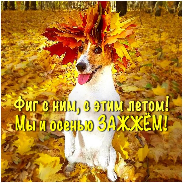 Прикольные пожелания доброго осеннего утра