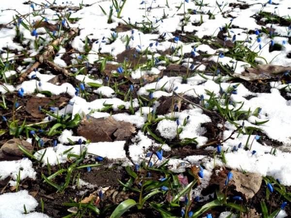 Снег тает и чернеет весной