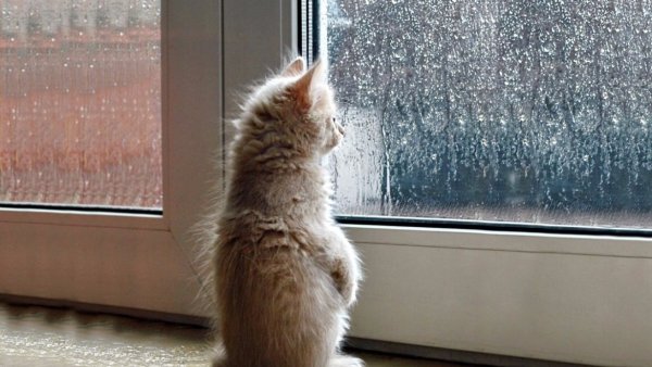 Котенок ждет