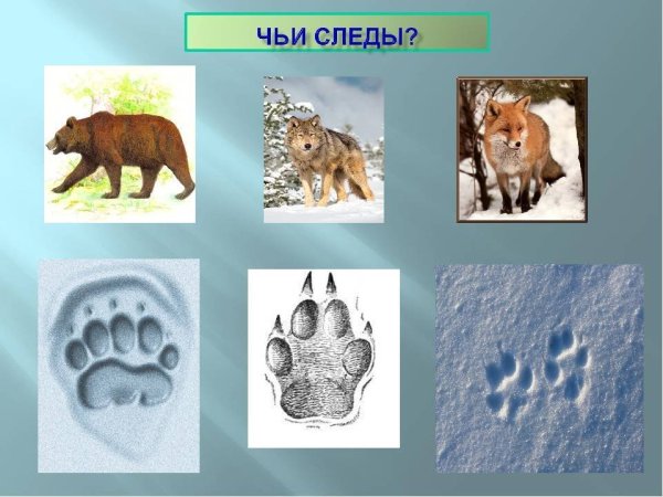 Игра Угадай чьи следы