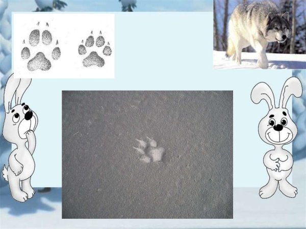 Чьи следы на снегу