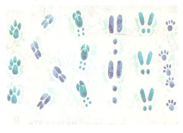 Следы животных на снегу