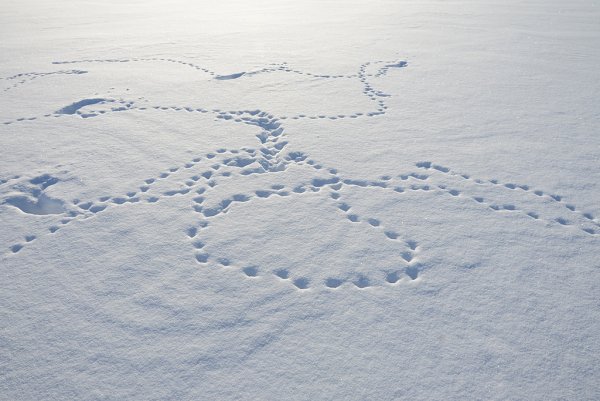 Следы зайца беляка на снегу