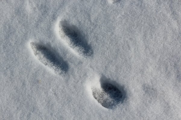 Отпечатки следов животных на снегу