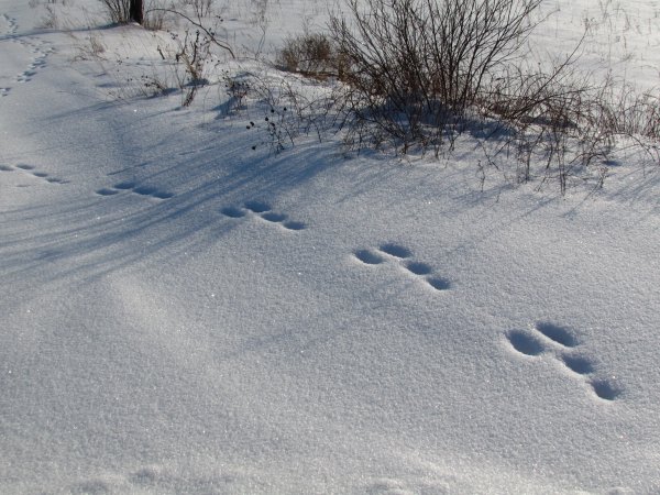 Следы зайца беляка на снегу