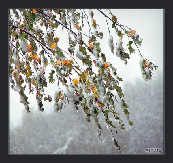 Снег идет осенью