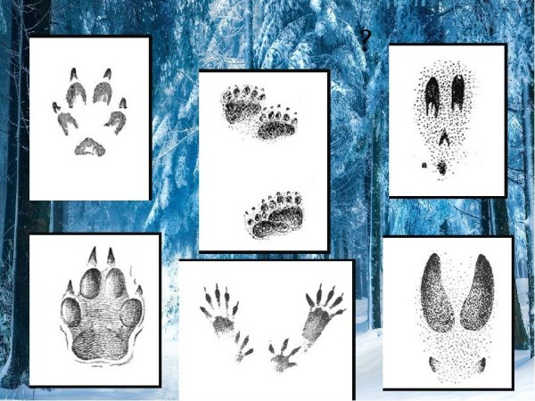 Игра для детей чьи следы диких животных