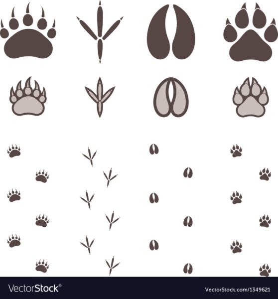 Следы домашних животных на снегу