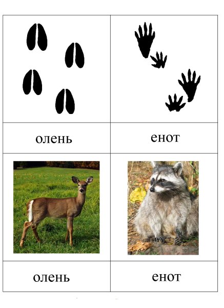 Следы животных