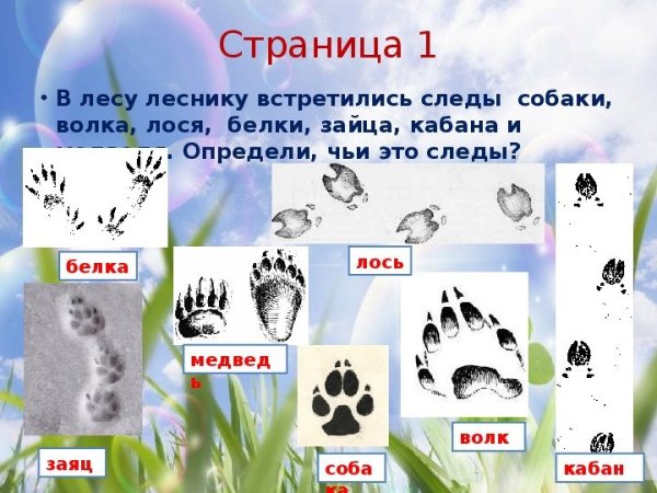 Следы волка зайца медведя лисы