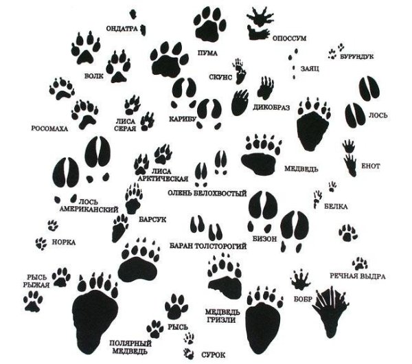 Следы копытных диких животных