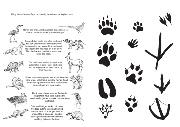 Следы домашних животных на снегу