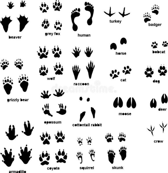 Отпечатки следов животных с подписями
