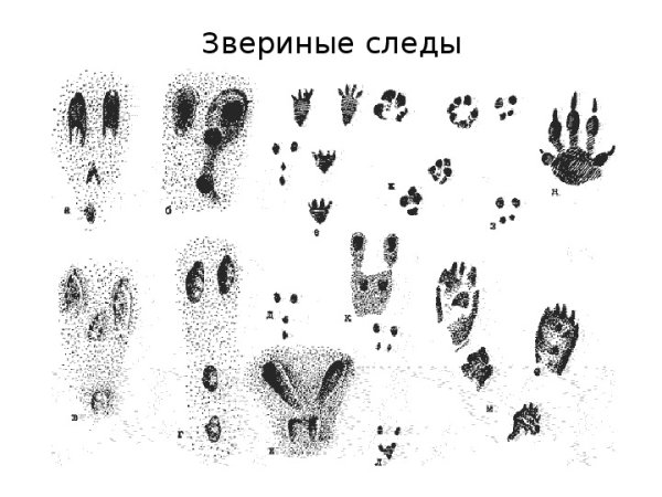 Следы животных средней полосы России