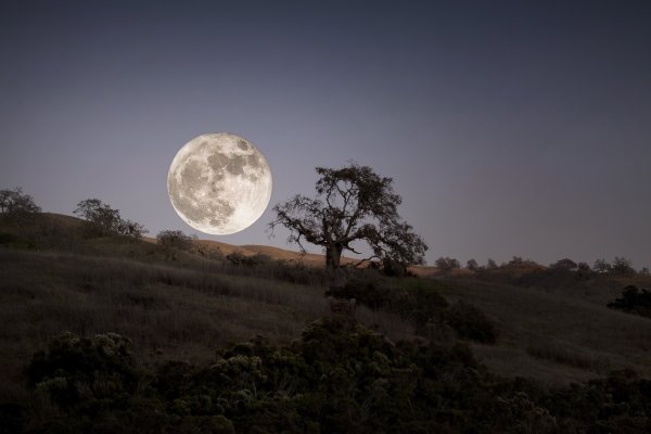 Лунные деревья