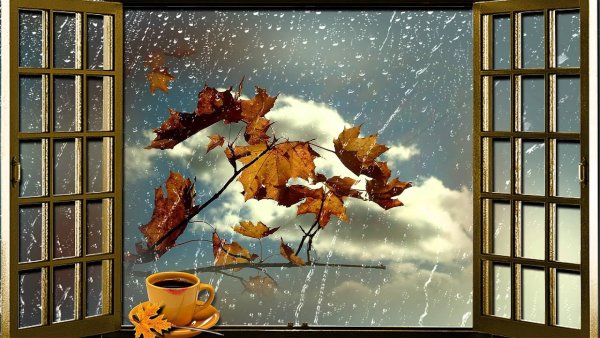 Дождливое утро осенью