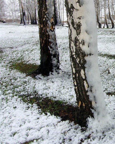 Майский снег