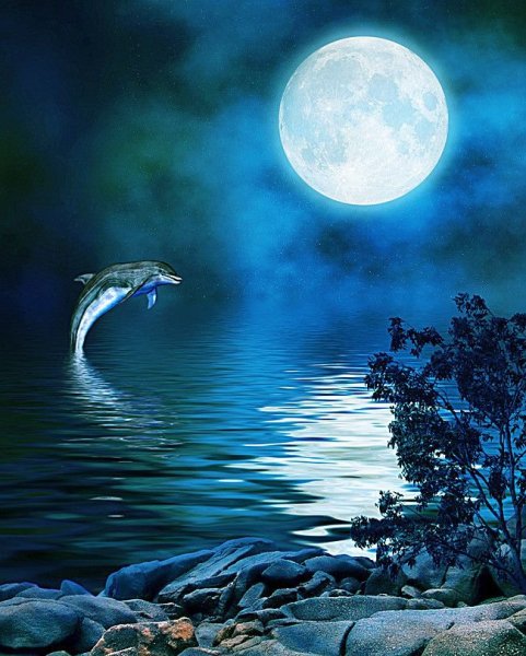 Дельфин Луна