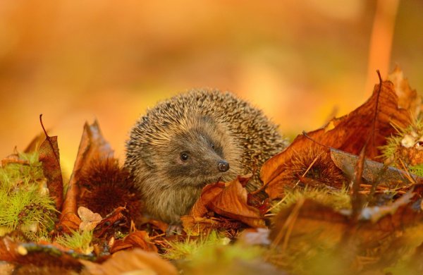 Животные осенью