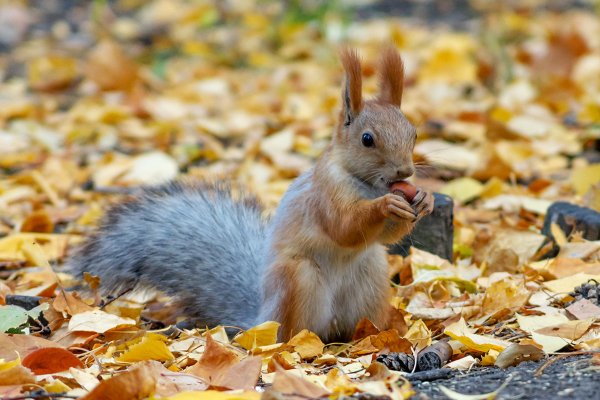 Дикие животные осенью