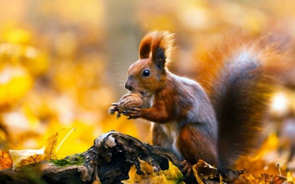 Осень белка