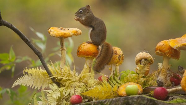 Зверушки осенью