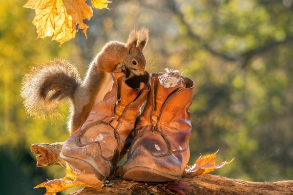 Осенние животные
