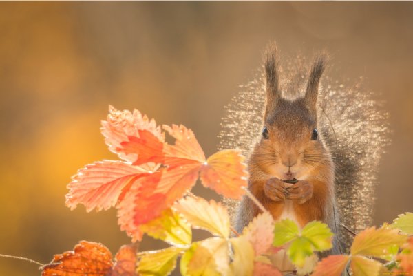 Осень животные