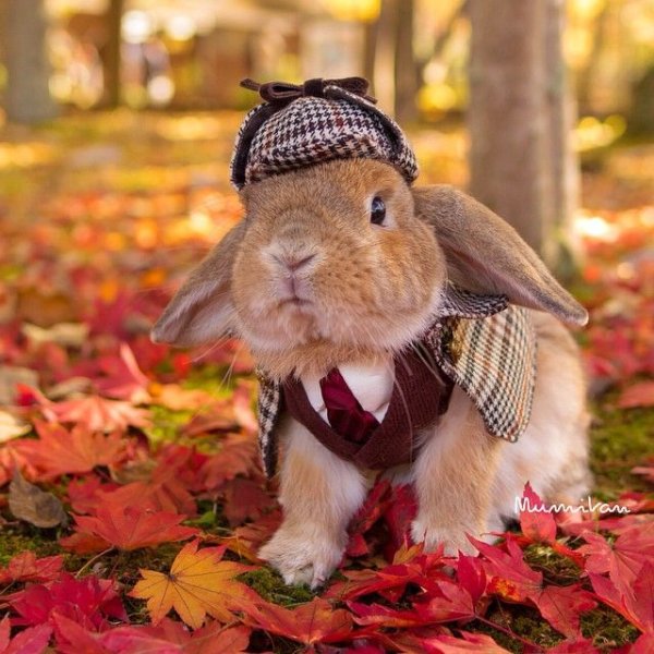 Осень животные