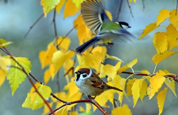 Синица солнце осень