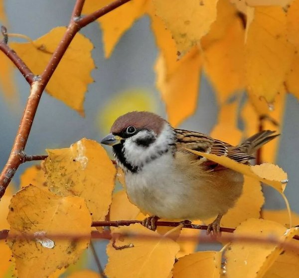 Воробей осенью