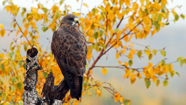 Осенние птицы