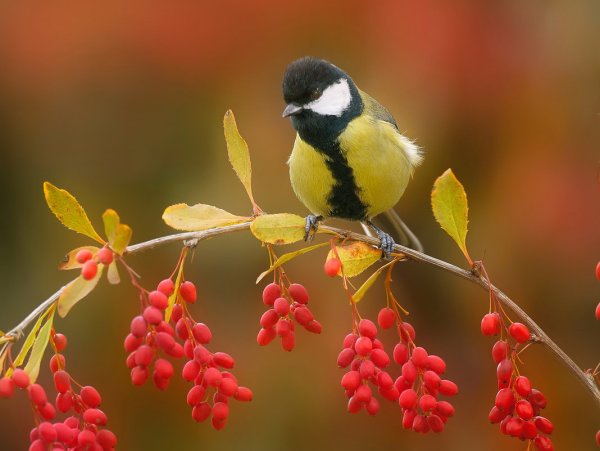 Осенние птицы